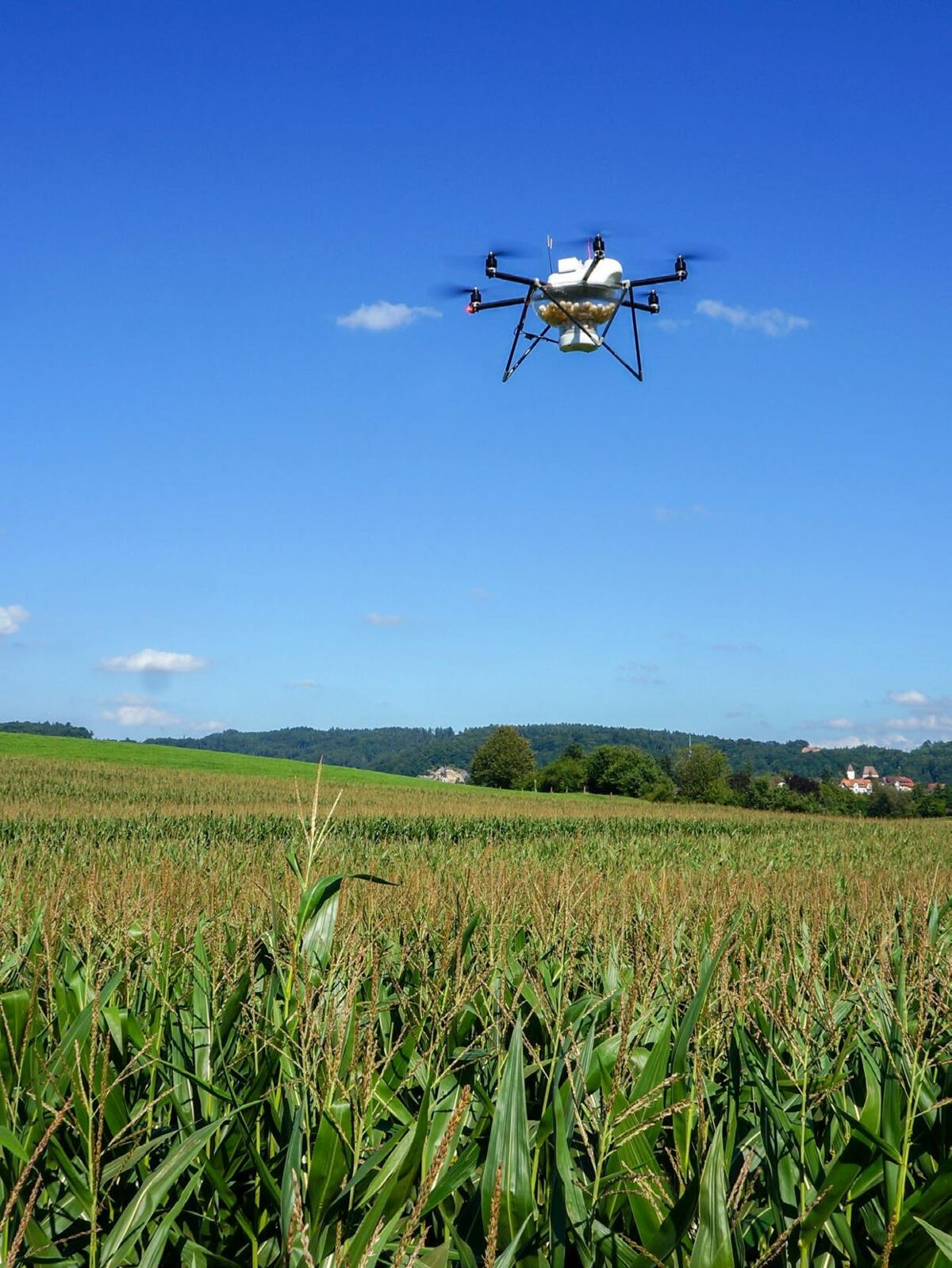 Une alternative judicieuse : l&#x2019;&#xE9;pandage par multicopt&#xE8;re de trichogrammes pour lutter contre la pyrale du ma&#xEF;s.