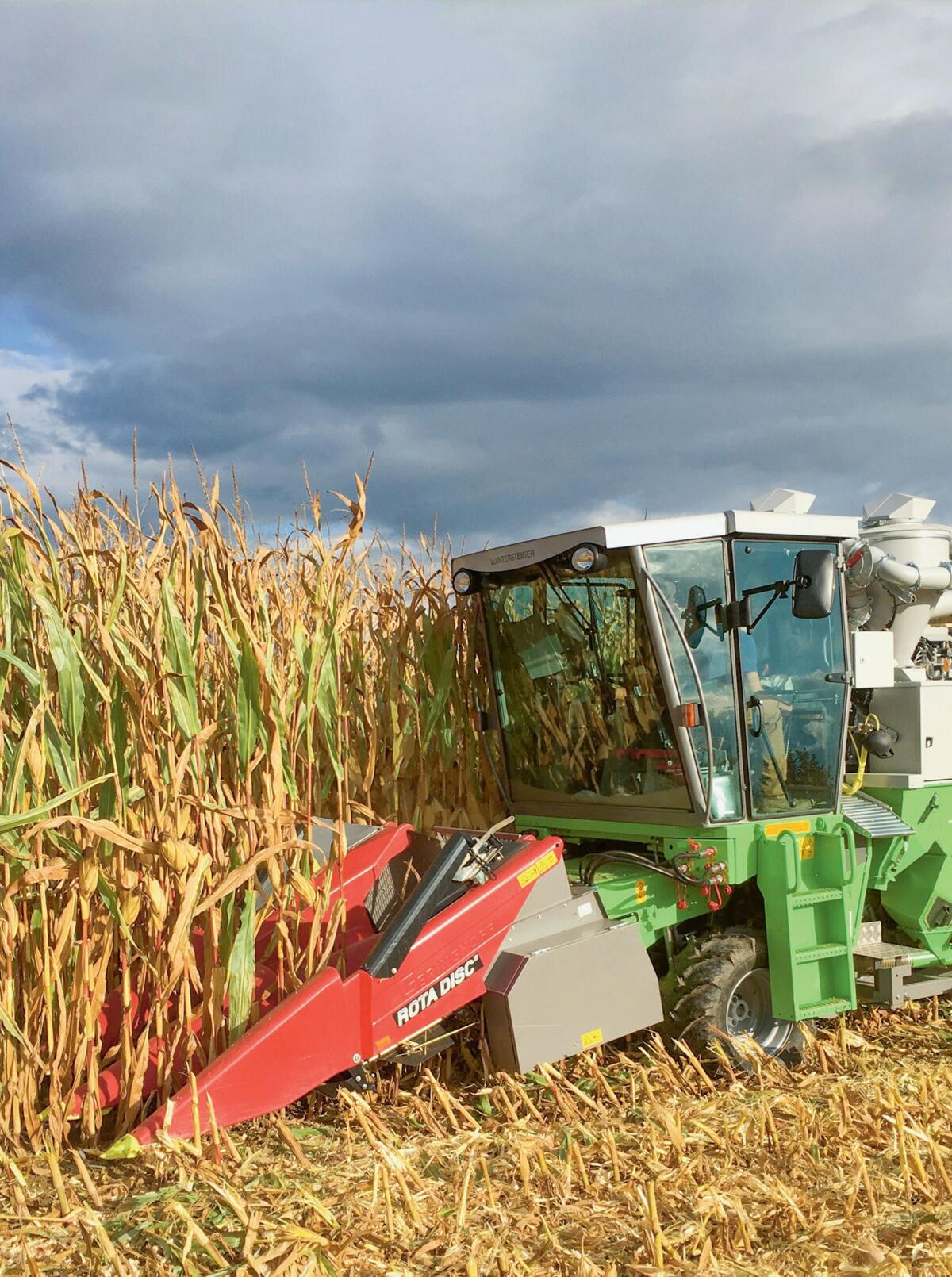 Photo de la page pr&#xE9;c&#xE9;dente: 
Dans les essais, le ma&#xEF;s grain est r&#xE9;colt&#xE9; avec une moissonneusebatteuse pour petites parcelles.