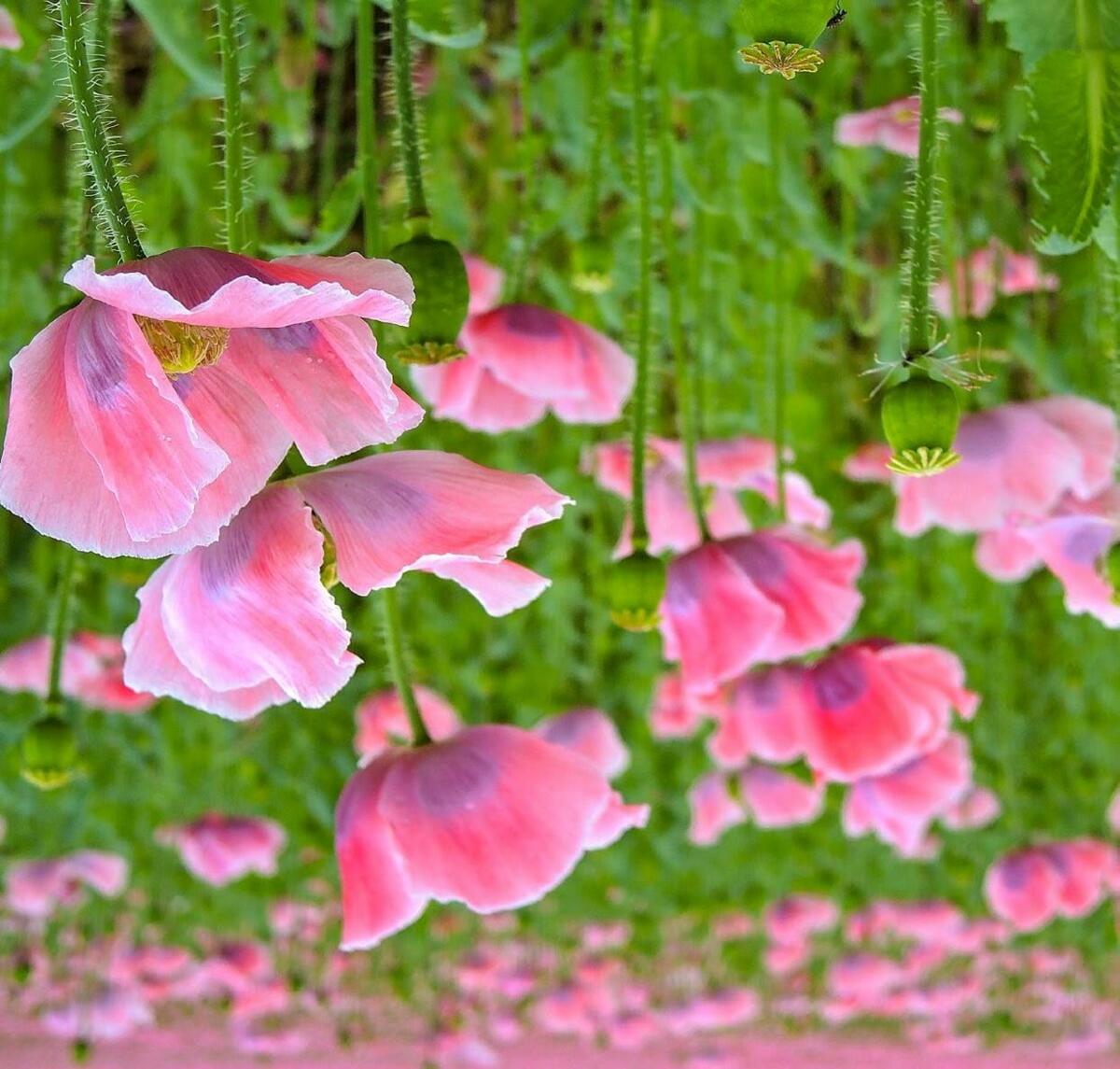 Autrefois, le pavot &#xE9;tait utilis&#xE9; pour produire de l&#x2019;huile. Aujourd&#x2019;hui, il s&#x2019;agit d&#x2019;une culture de&#xA0;


niche....