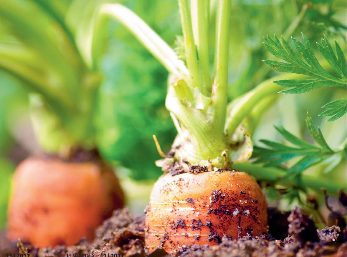 Am&#xE9;liorer la qualit&#xE9; des carottes suisses est l&#x2019;un des trois projets principaux.
