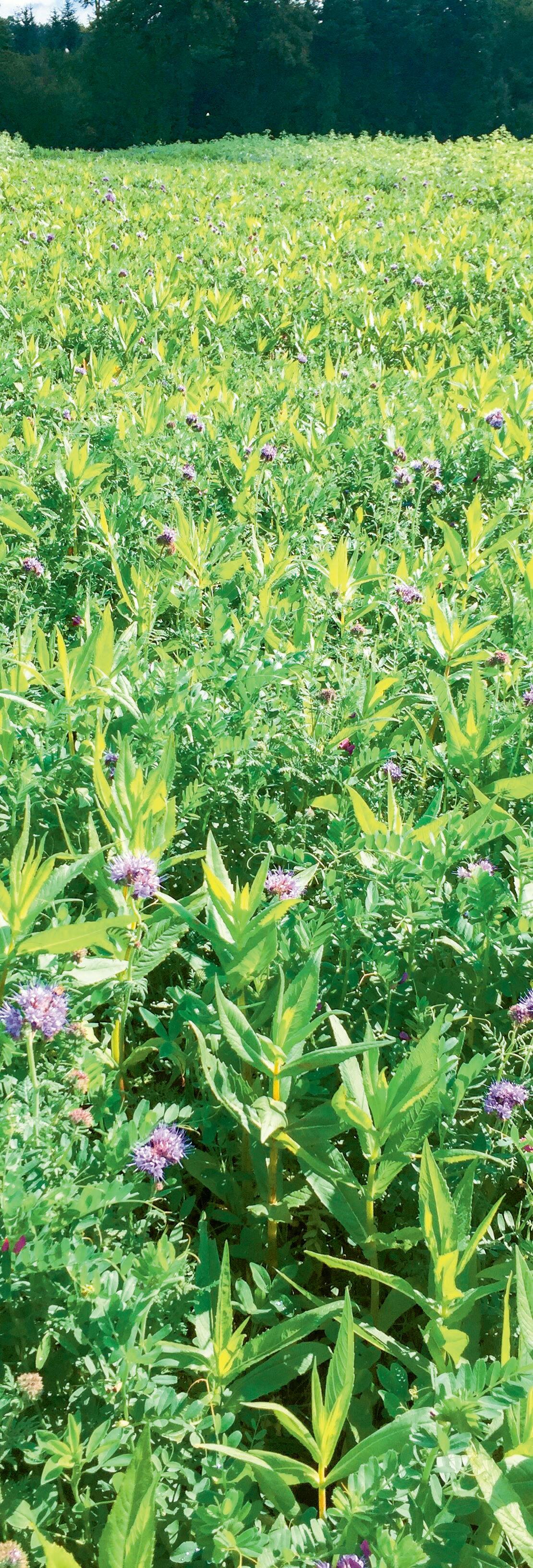 Beau d&#xE9;veloppement d&#x2019;un couvert v&#xE9;g&#xE9;tal (Niger).