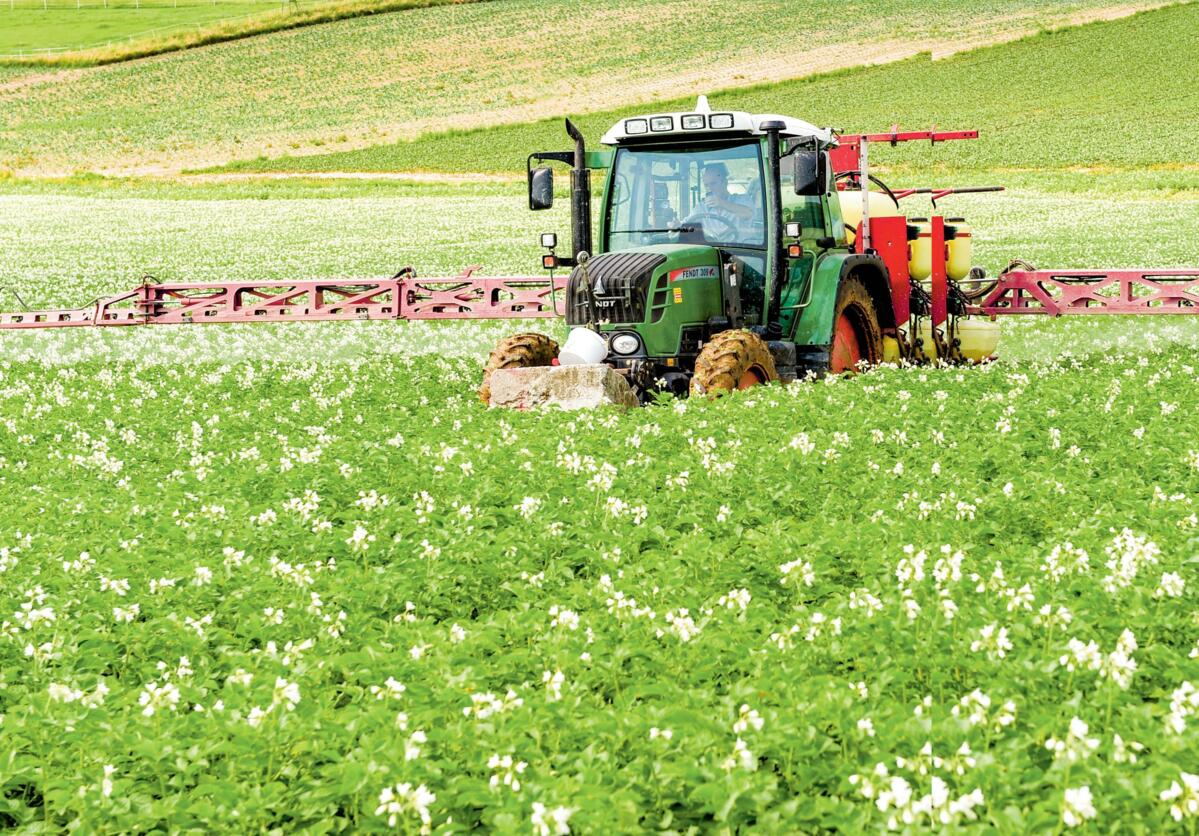 La stratégie fongicide est décisive pour une culture de pommes de terre saine.