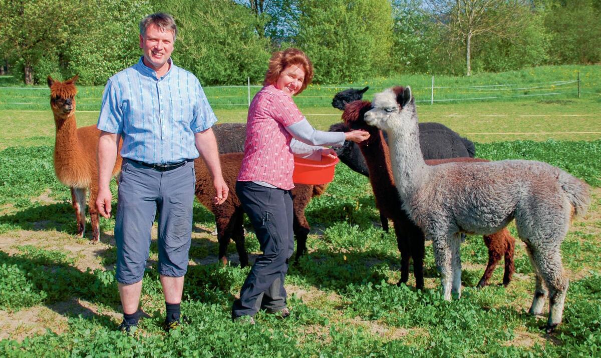 Susanne und Ueli Iseli beim Füttern der Alpakas.