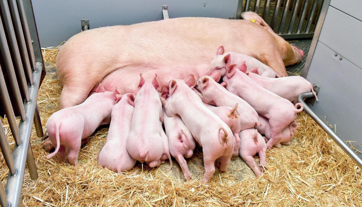 Mise bas libre, surfaces avec liti&#xE8;re et queues non coup&#xE9;es en&#xA0;


Suisse...&#xA0;