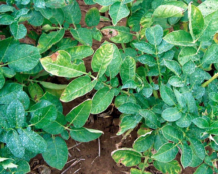 Les feuilles &#xE2;g&#xE9;es d&#xE9;veloppent une chlorose entre les nervures, s&#x2019;enroulent vers l&#x2019;int&#xE9;rieur et deviennent cassantes.&...