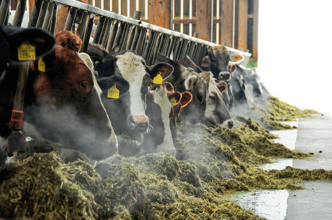 Les vaches en phase de d&#xE9;marrage ont des exigences &#xE9;lev&#xE9;es en mati&#xE8;re d&#x2019;affouragement.