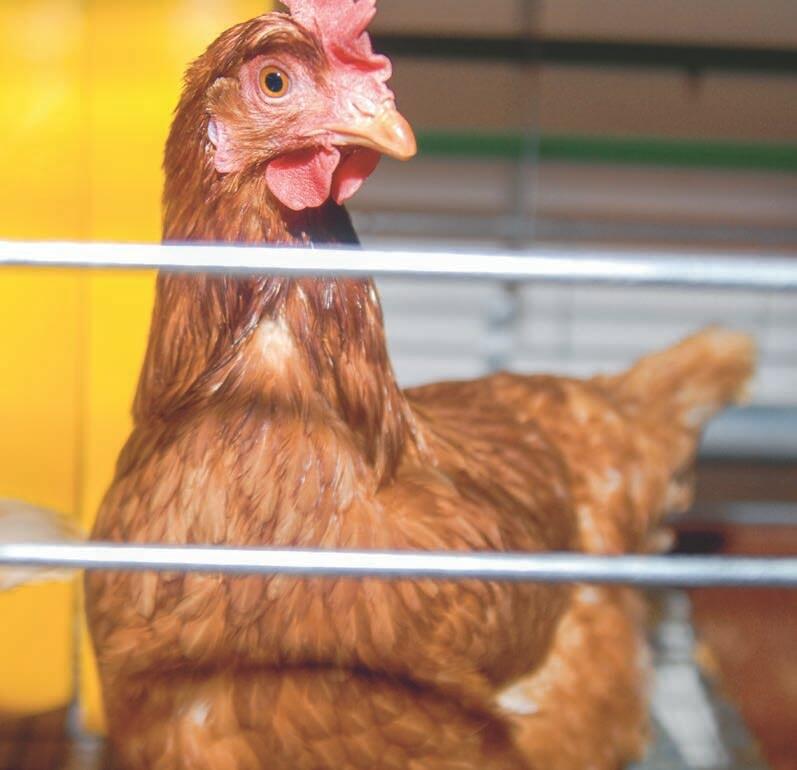 Dans l&#x2019;UE, plus de la moiti&#xE9; des poules pondeuses sont d&#xE9;tenues dans des cages am&#xE9;nag&#xE9;es.&#xA0;