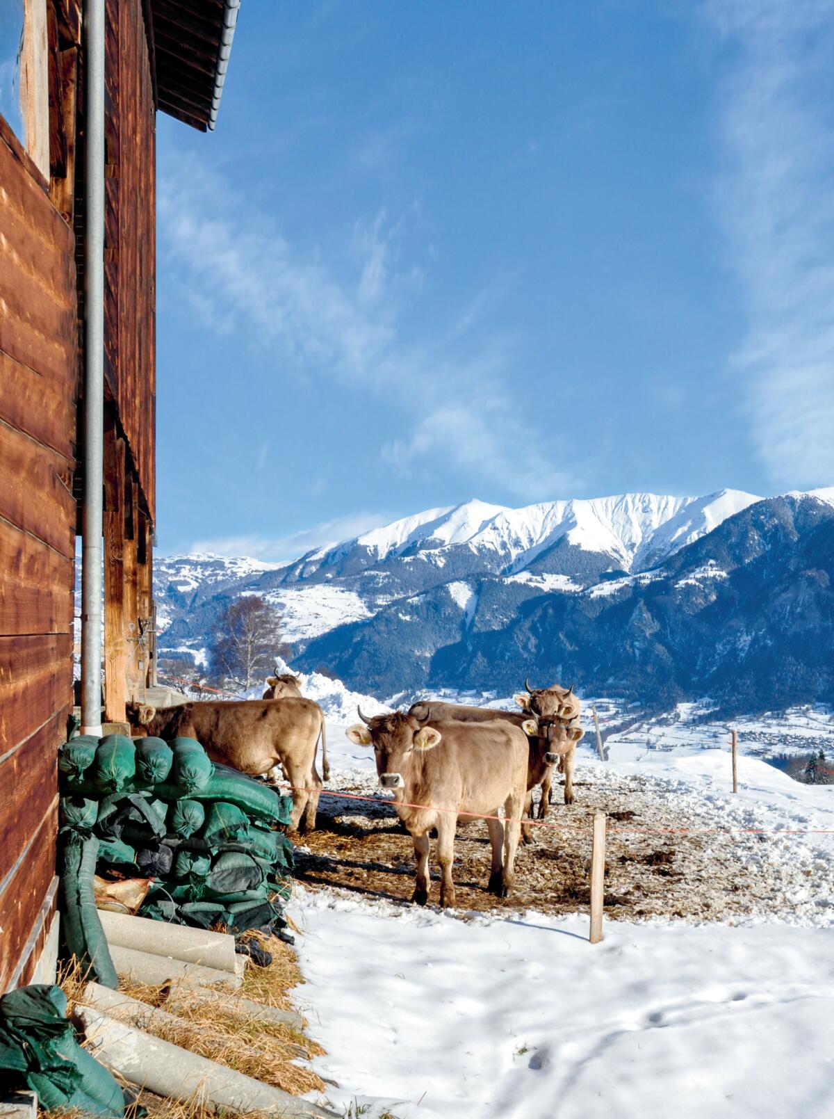 Attention à la performance laitière