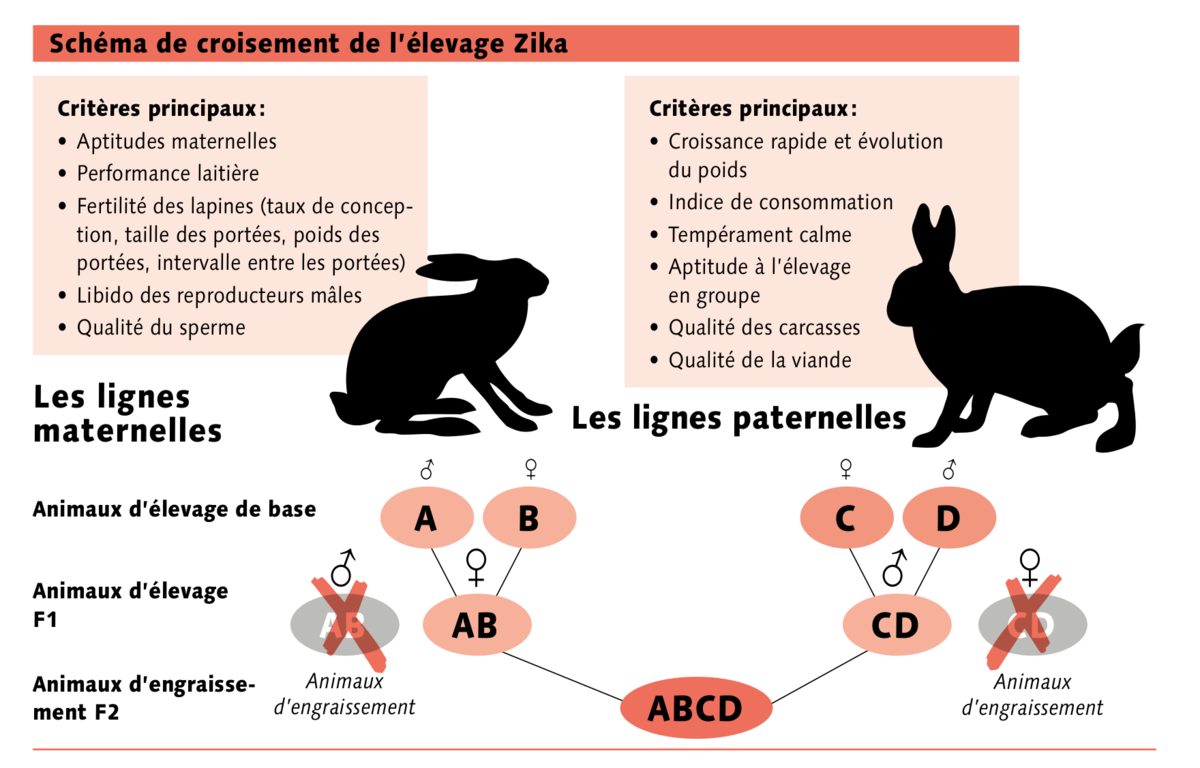 RISAVR - Les besoins du lapin domestique