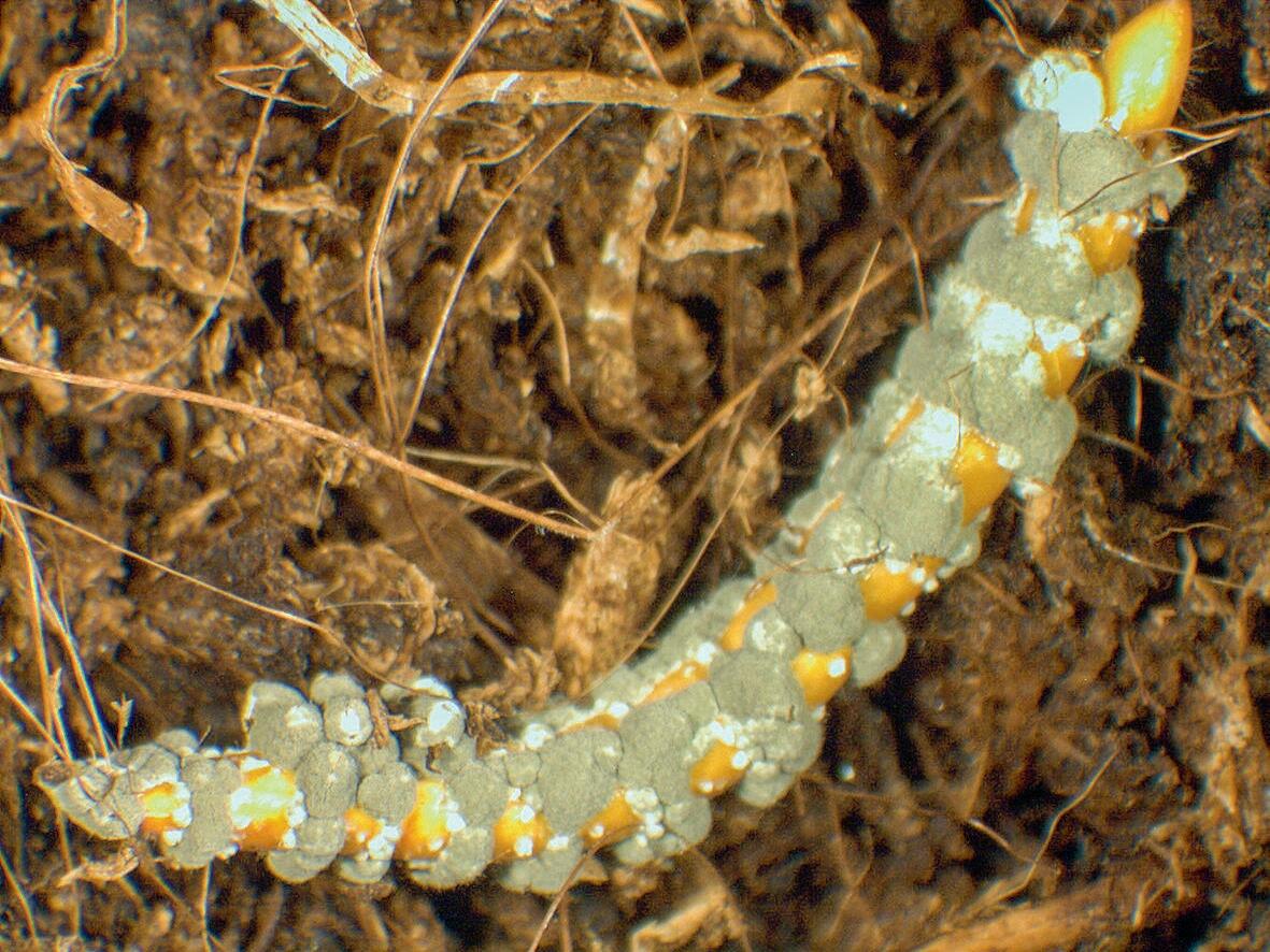 Trois semaines apr&#xE8;s l&#x2019;application de l&#x2019;orge trait&#xE9;e, l&#x2019;attaque sur les vers fil de fer par le champignon entomopathg&#xE...