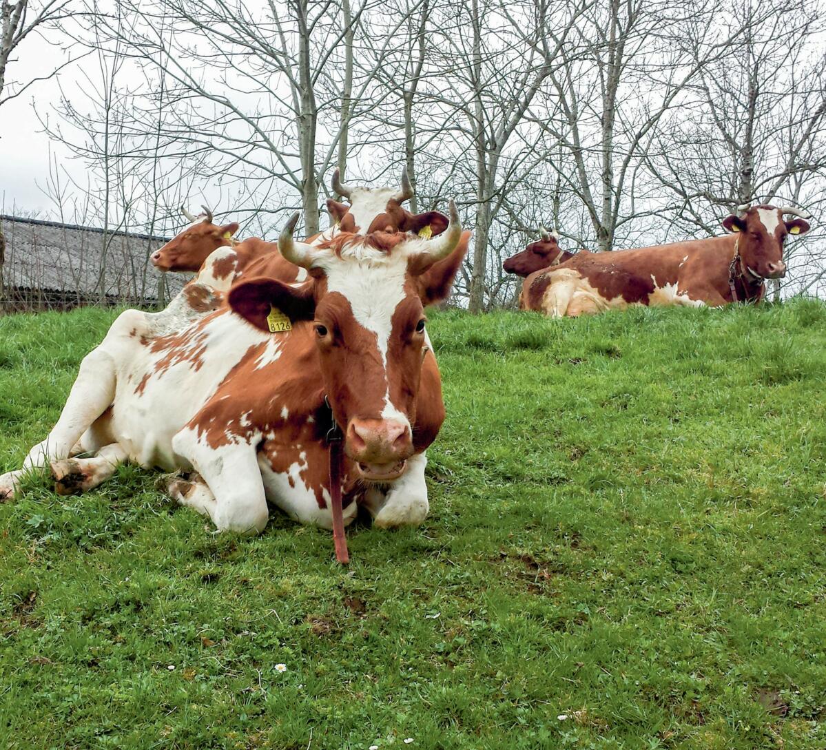 In der Milchproduktion im Talgebiet ist die Arbeit der
dominierende Kostenfaktor.
