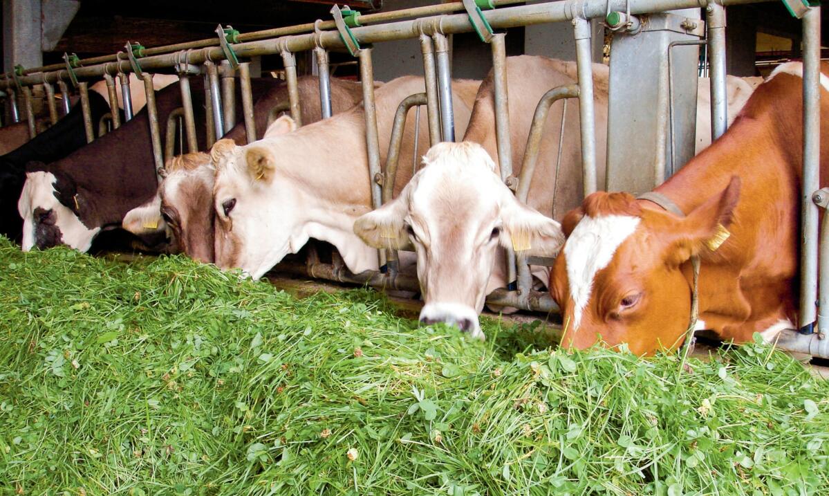 Die EGKFplus-Betriebe erzeugten &#xFC;berdurchschnittlich hohe Mengen an Lebensmitteln, beispielsweise Milch. Die EGKF-Betriebe erreichten bei tiefen Kr...