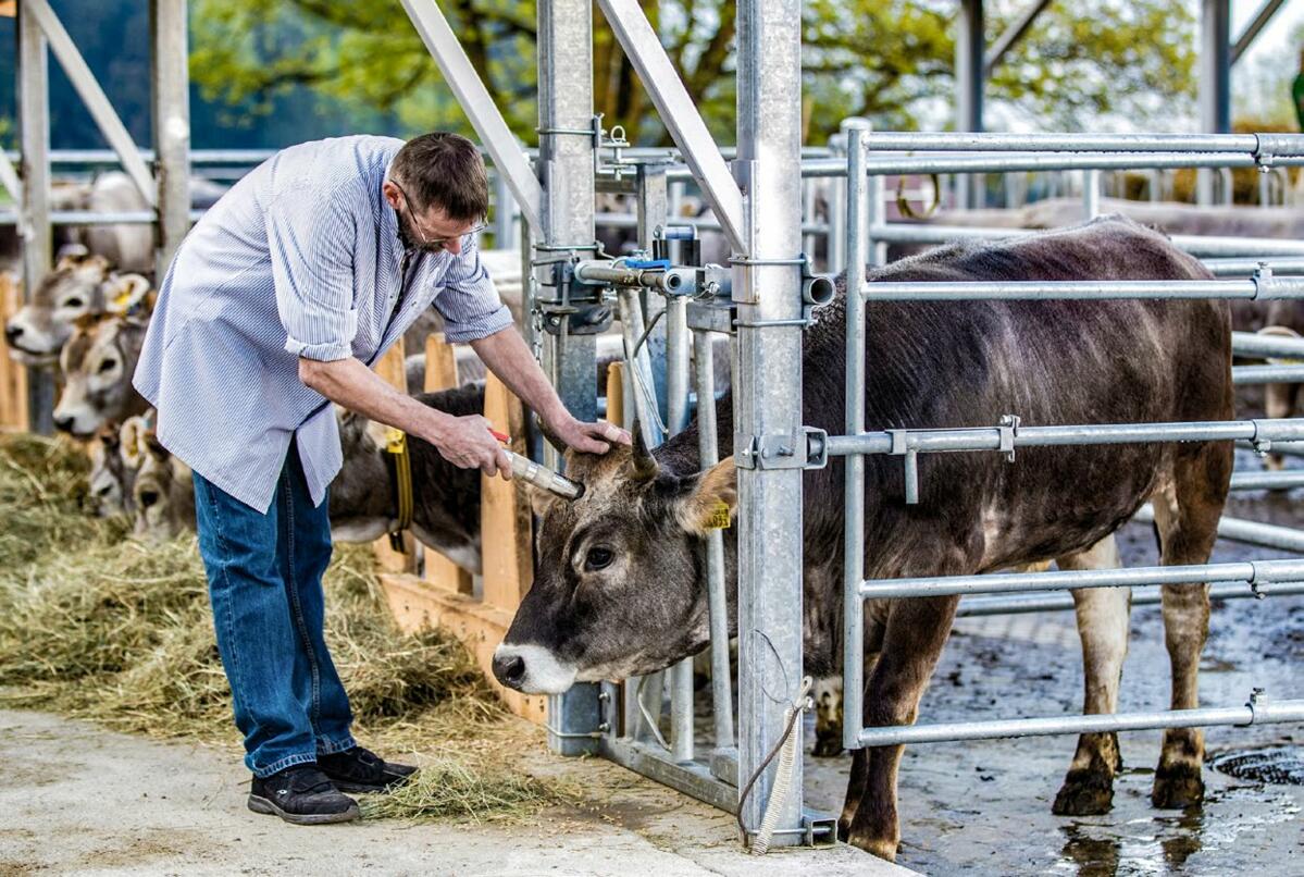 Lors de l&#x2019;abattage &#xE0; la ferme, le boucher utilise le dispositif &#xE0; t&#xEA;te perforante. Des adaptations techniques doivent &#xEA;tre ap...