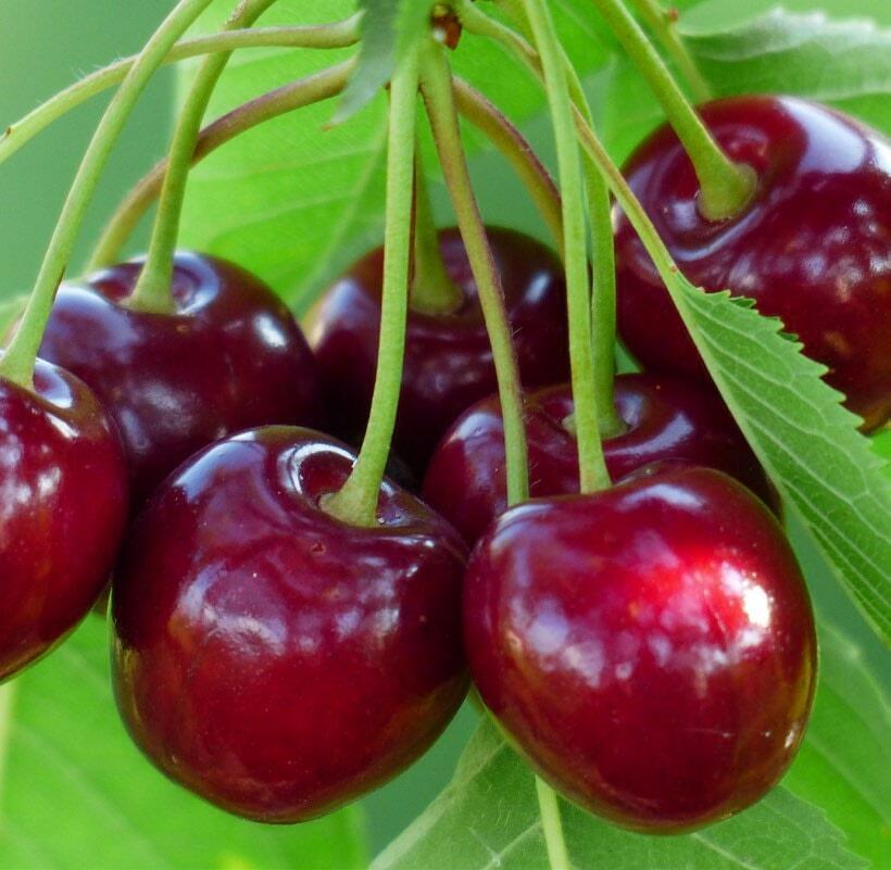 Im Handel sind vor allem grosse Fr&#xFC;chte mit dunkler Farbe gefragt.&#xA0;