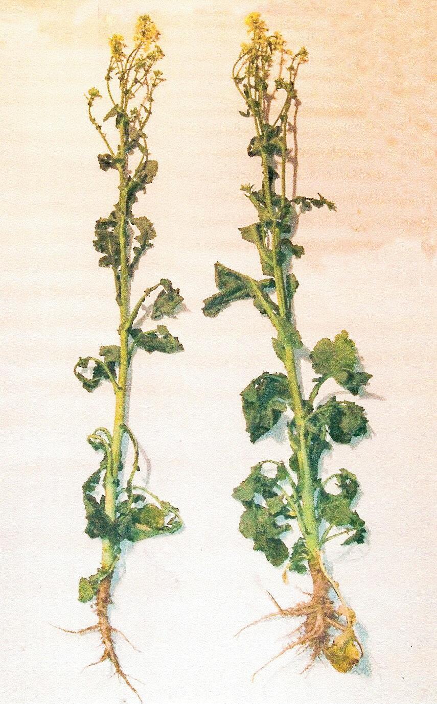 La plante de droite vient d’une parcelle fertilisée avec 400 kg/ha de Hasolit Combi par an. Ce n’est pas le cas de la plante de gauch...