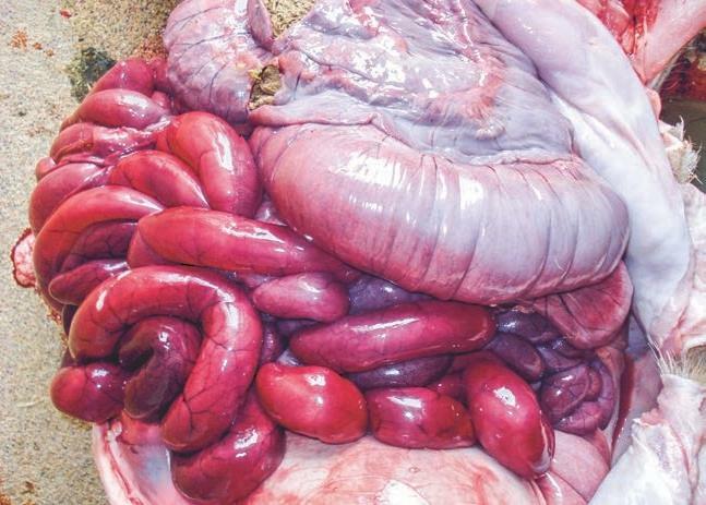 Modifications typiques lors d&#x2019;une torsion de l&#x2019;intestin. Les parois de l&#x2019;intestin sont rouge fonc&#xE9; en raison de la stagnation...