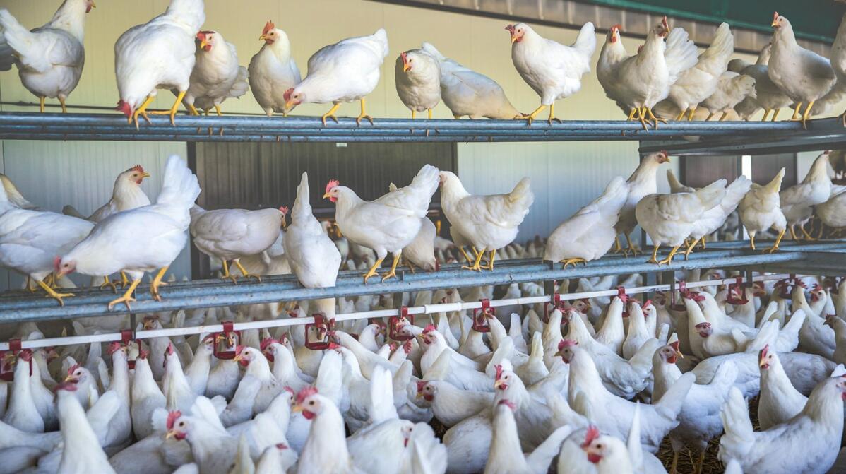 Dans la production d’œufs, les coûts d’alimentation sont un poste de coûts important. Des coûts de main-d’...