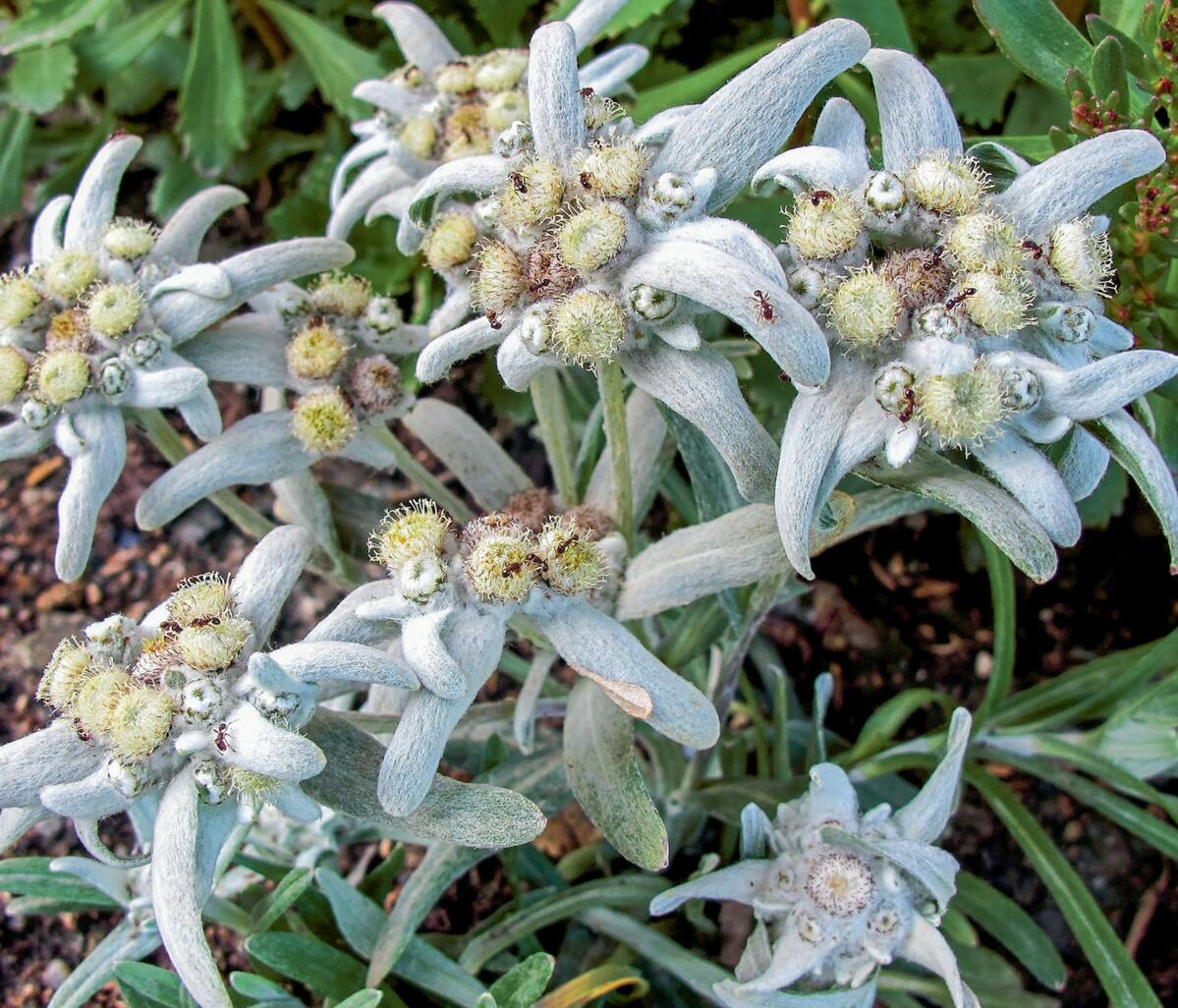 Die Symbolblumen aus den Bergen kommen runter ins Tal: Edelweiss gedeihen auch an einem Sonnenplätzchen im Steingarten.