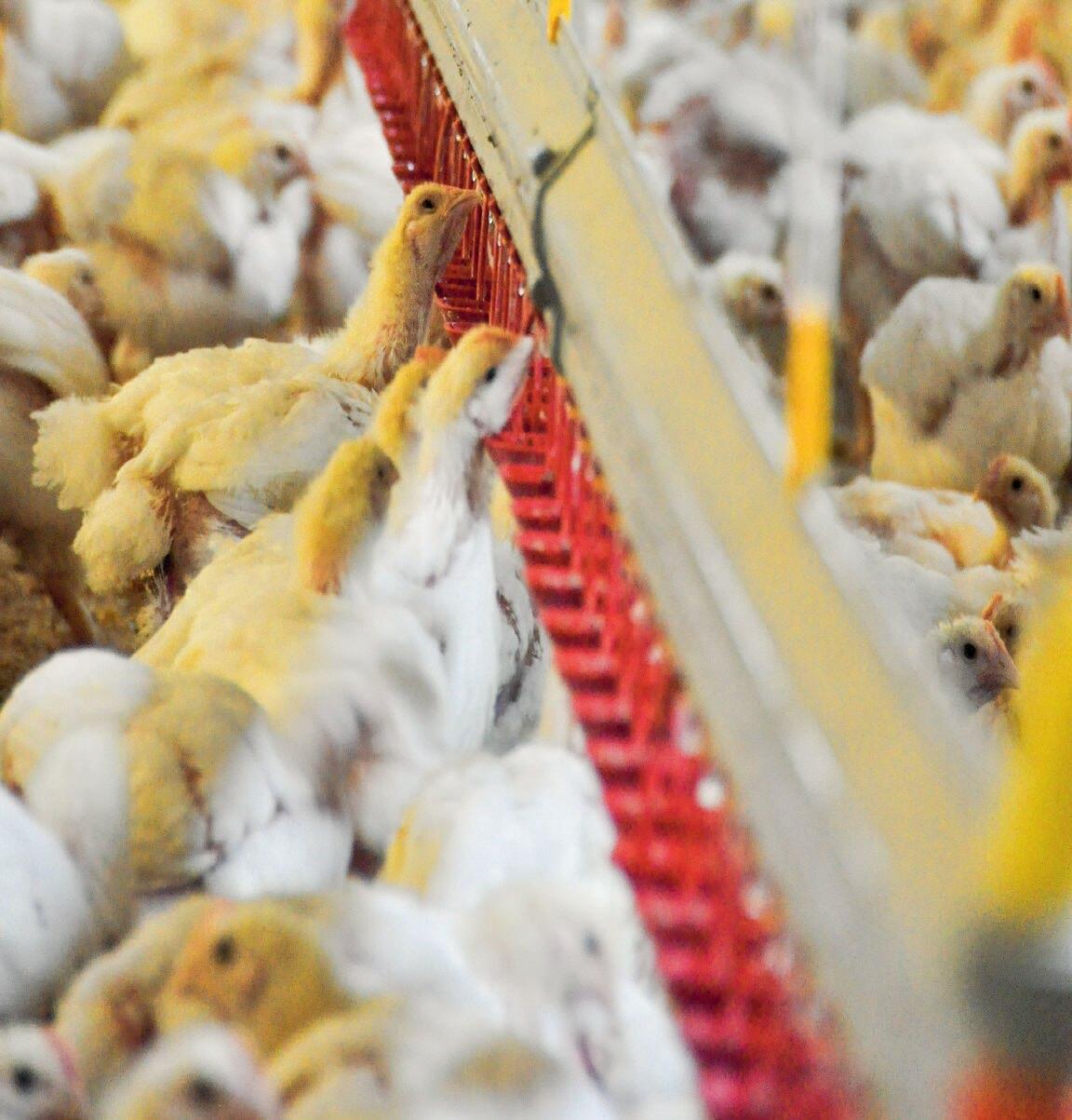 Les poulets suisses ont une longueur d’avance