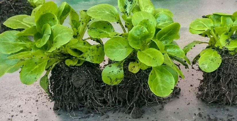 Hasorgan Profi favorise la production des hormones de croissance.