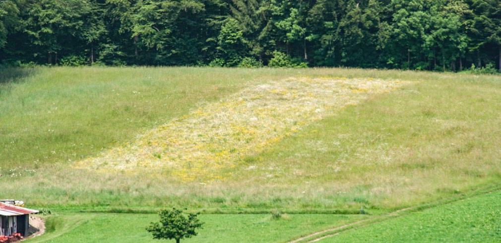 Bande r&#xE9;nov&#xE9;e d&#x2019;une des prairies suivies en 2010. Cinq ans apr&#xE8;s la r&#xE9;novation, la bande se d&#xE9;marque bien par rapport &#...