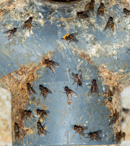 Les mouches se reproduisent très rapidement et constituent un risque fréquemment sous-estimé. 