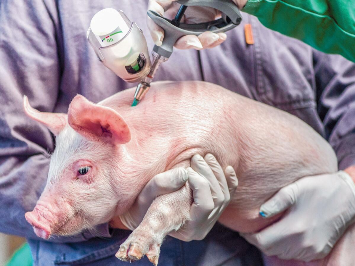 Les porcelets sont souvent vaccinés contre le circovirus et Lawsonia.