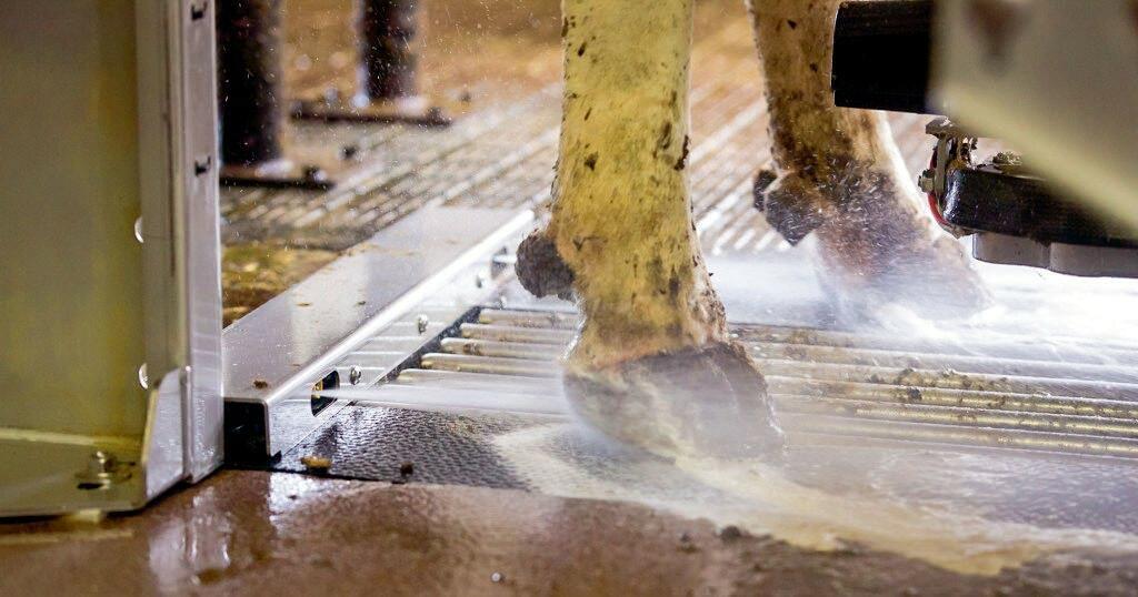 Les plus belles parmi les meilleures