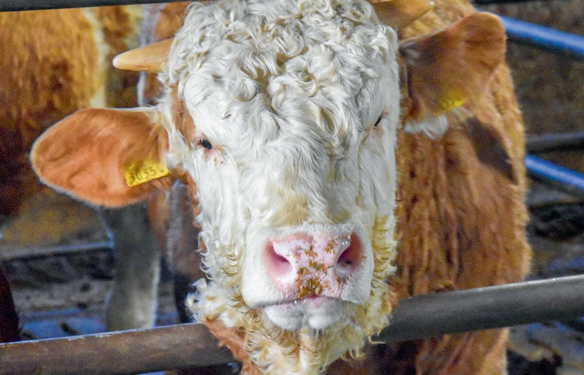 Le changement d&#x2019;&#xE9;table des taureaux s&#x2019;enregistre de fa&#xE7;on confortable, en quelques clics seulement.
