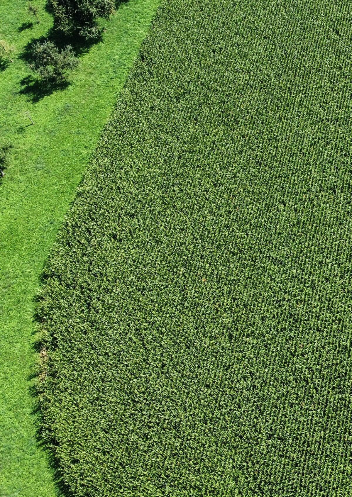 Une bande témoin non fertilisée permet de mettre en évidence une carence en azote (petite image). Cependant, selon la capacité de mi...