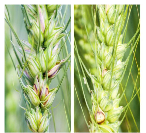 Symptome von Fusarium poae auf Weizen&#xE4;hren.