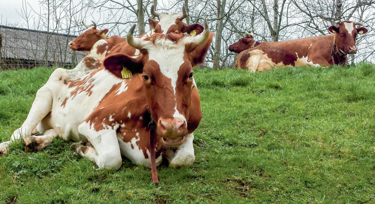 En zone de plaine, le travail est le facteur de co&#xFB;t le plus important en production laiti&#xE8;re.