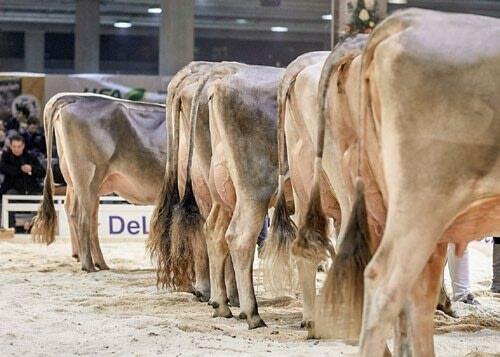 Tier &amp; Technik zeigt die sch&#xF6;nsten und besten Tiere der
verschiedenen Rassen.