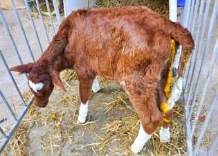 Les animaux souffrant de diarrhée et les veaux chétifs peuvent éventuellement souffrir de coccidiose.