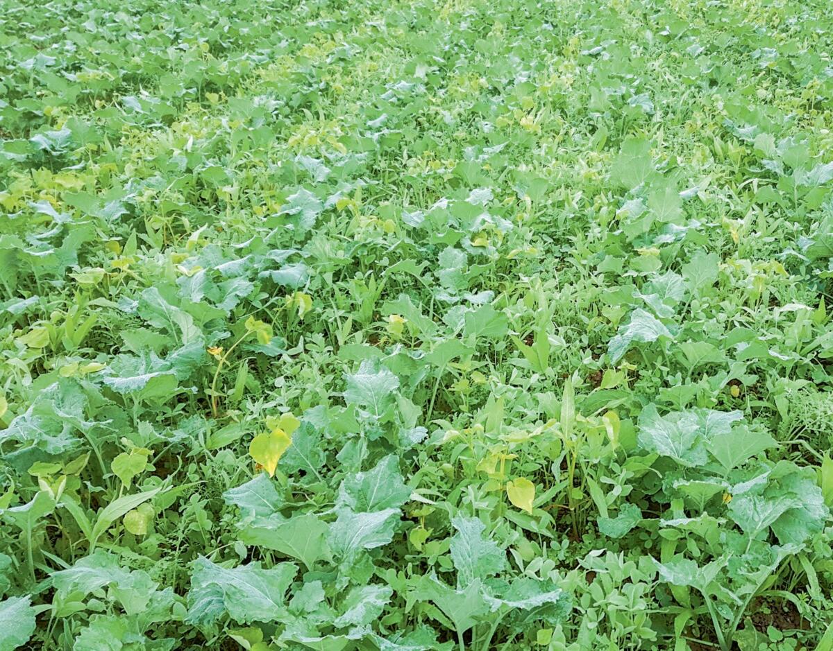 Colza avec m&#xE9;lange sous-semis UFA Colzafix.