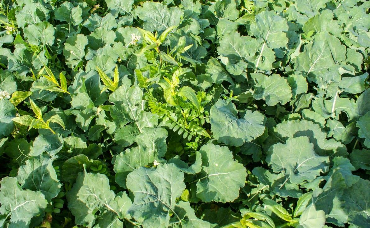 Cure De Bien Etre Pour Le Sol Revue Ufa