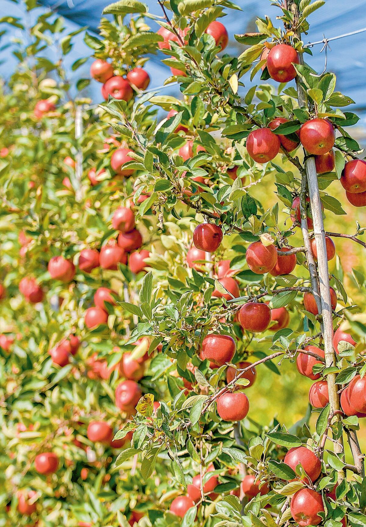 Les engrais foliaires favorisent des arbres résistants et de beaux fruits.