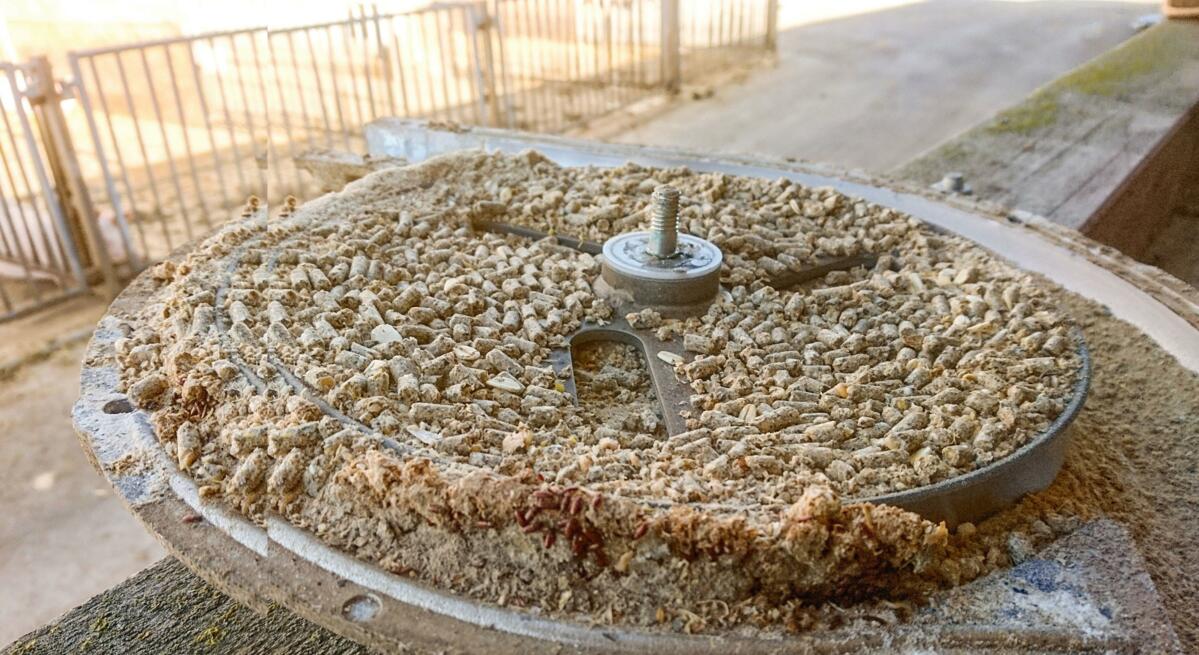 Un aliment pas vraiment appétissant. En regardant de plus près, on aperçoit des larves de mouches.