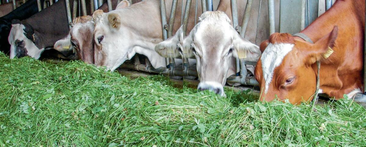 Im Projekt Hohenrain II wurde das Vollweidesystem mit zwei verschiedenen Eingrassystemen verglichen.