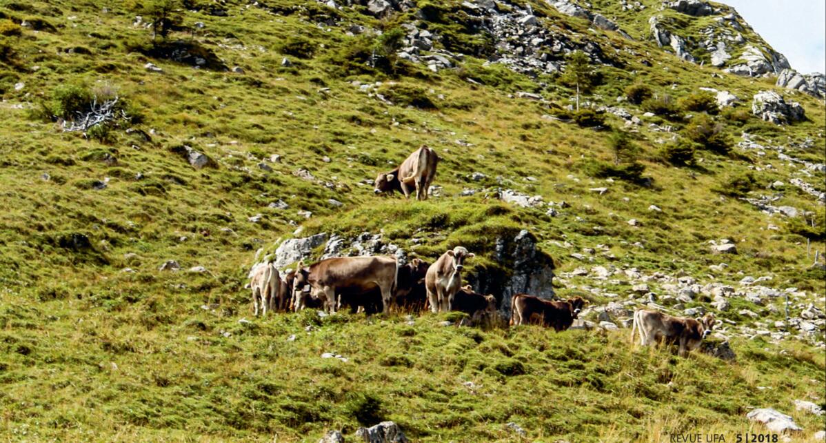 Les sels min&#xE9;raux sont primordiaux pour que le jeune b&#xE9;tail alp&#xE9; se d&#xE9;veloppe correcte-
ment.