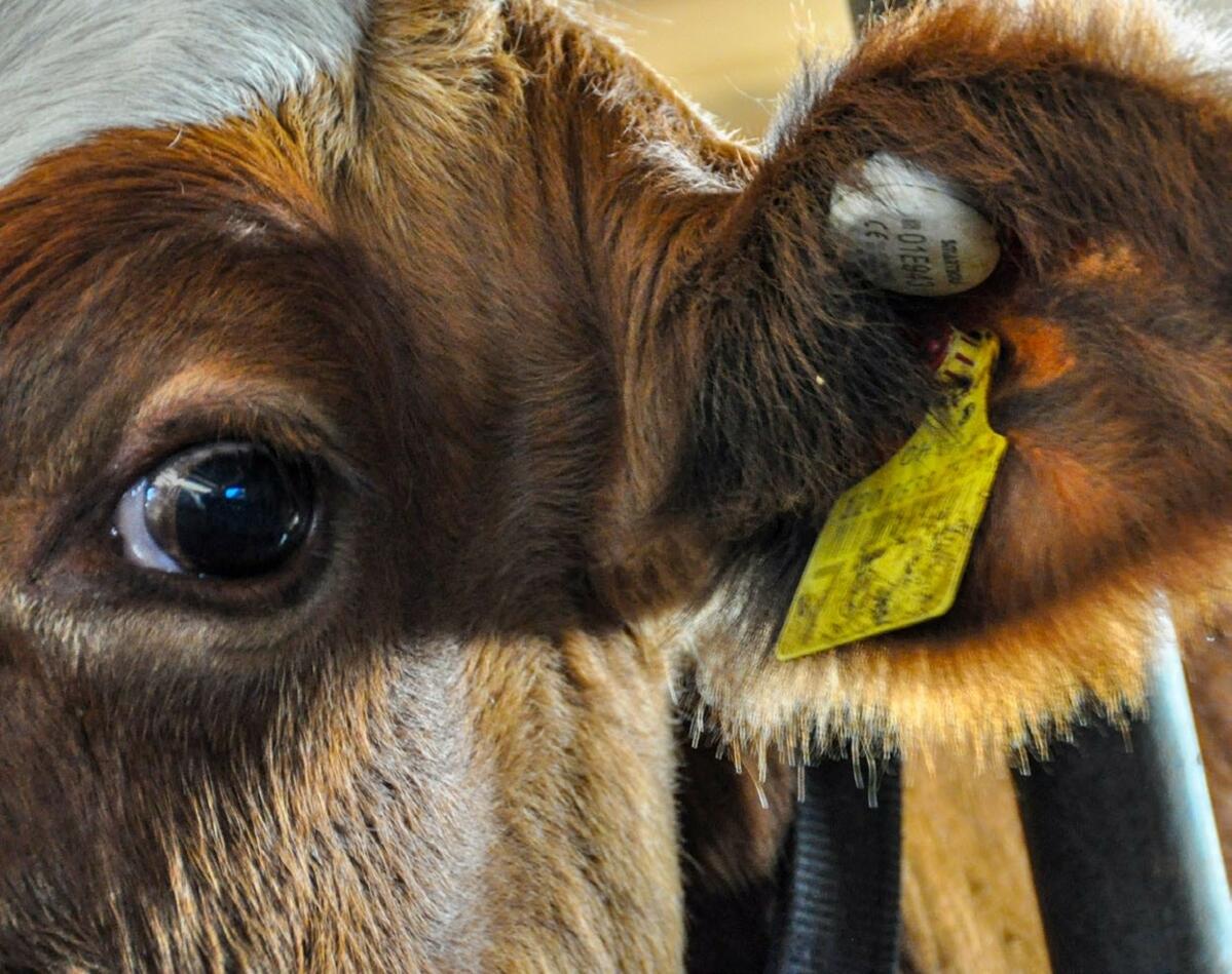 La marque auriculaire Smartbow est compacte et ne gêne pas l’animal. Elle transmet les données en temps réel.