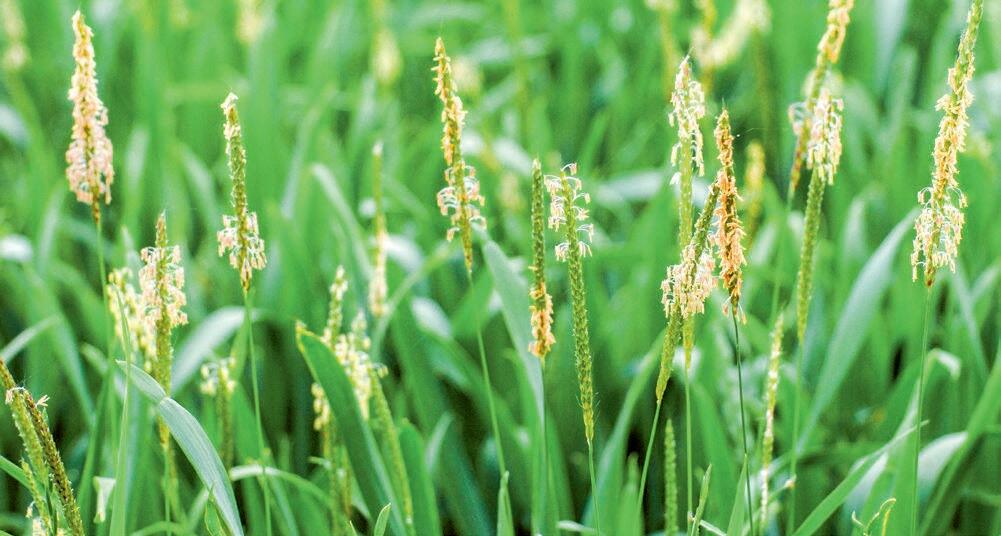 La r&#xE9;sistance du vulpin aux herbicides est un des plus grands d&#xE9;fis auquel la lutte contre les adventices est confront&#xE9;e.