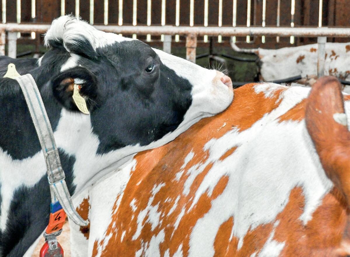 Si l&#x2019;embryon est trop faible pour se manifester, la vache revient en chaleur.