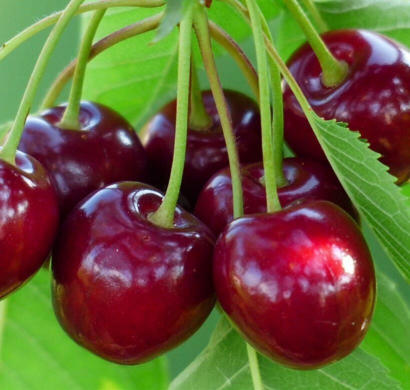 Le commerce de gros demande des vari&#xE9;t&#xE9;s &#xE0; gros fruits de couleur fonc&#xE9;e.&#xA0;