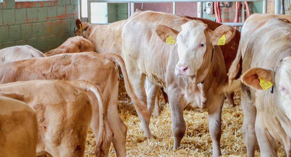 Un taureau Simmental pour une qualit&#xE9; d&#x2019;engraissement optimale dans la CE Hohl.