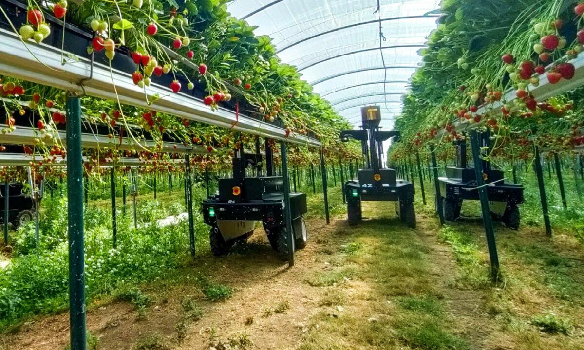 Le robot Tortuga ménage les fraises et le raisin lors de la récolte. 