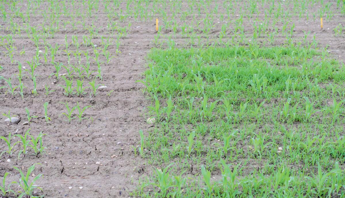 Essai en champ avec divers herbicides: la surface non trait&#xE9;e affiche une forte&#xA0;


pr&#xE9;sence de millets.&#xA0;