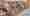 alt_text