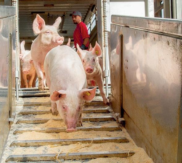 Anicom mise sur des chauffeurs bien form&#xE9;s et exp&#xE9;riment&#xE9;s dans la manu


tention des animaux.