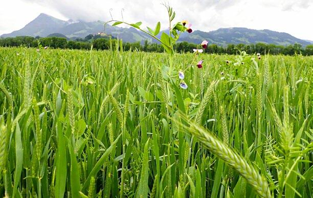 UFA Silo Forza est destin&#xE9; &#xE0; la production d&#x2019;ensilage plante enti&#xE8;re (MCPI). Il est productif et riche en structure.&#xA0;